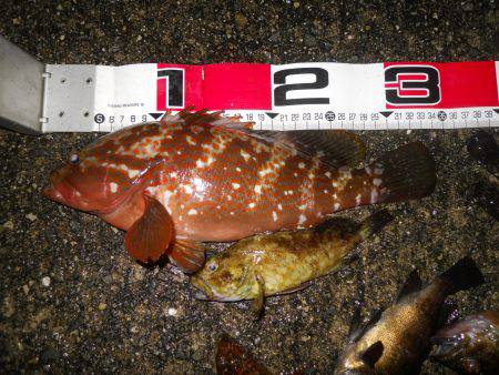 夕方~雨天のエビ撒き釣り