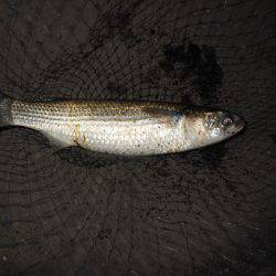 厳しいバチパターン…。