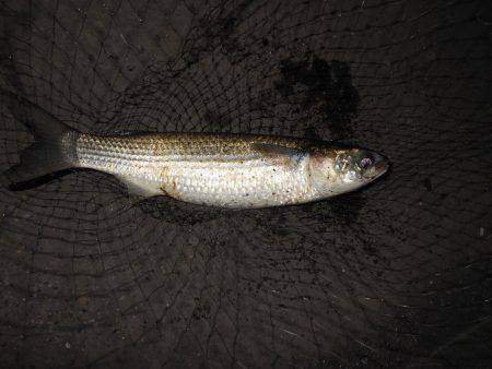 厳しいバチパターン…。