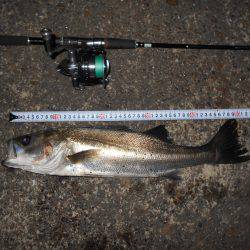 マイクロベイトパターン？