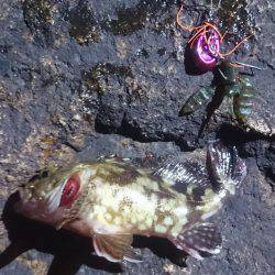 チニングでガッシー