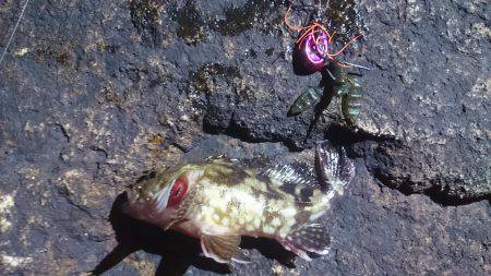 チニングでガッシー