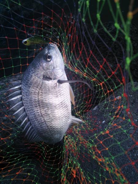 シーバス!!..じゃない！