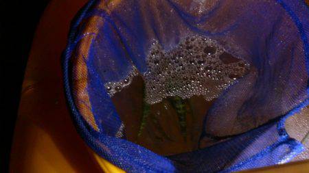 食品コンビナートでサビキ釣り