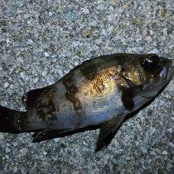 林崎周辺ランガン