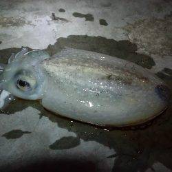 神戸港エギング