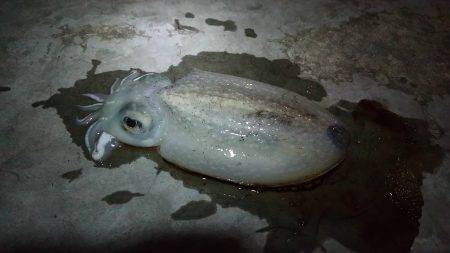 神戸港エギング