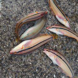 強風、大波、ベラ入れ食い