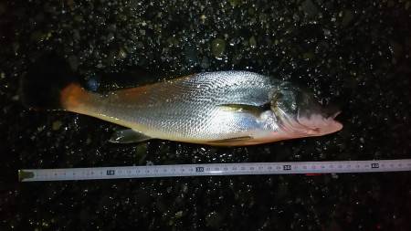 強風、大波、ベラ入れ食い