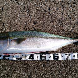 岸和田一文字　沖の北