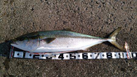 岸和田一文字　沖の北