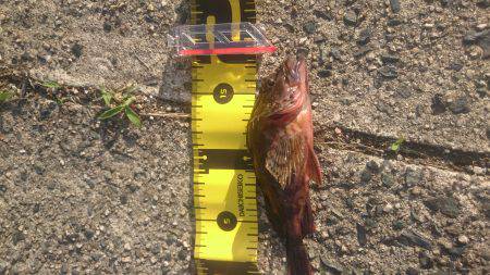 エギングからロックフィッシュ