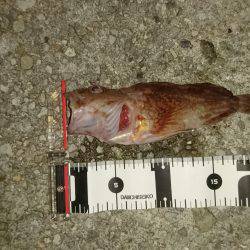 メバリング&エギング