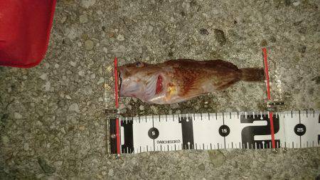 メバリング&エギング