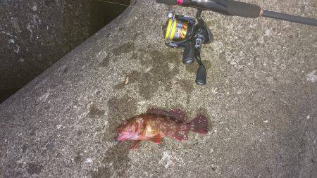 ベタ凪ぎ釣行が…