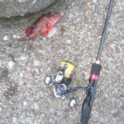 アジングのはずが…