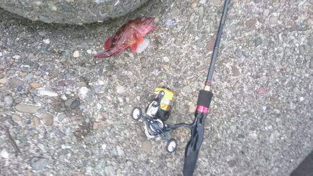 アジングのはずが…