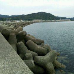 今季初、淡路キス釣り