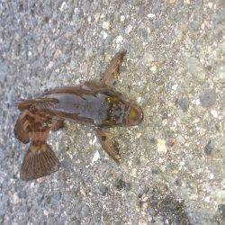 狙いはアオリイカ