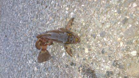 狙いはアオリイカ