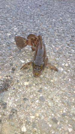 狙いはアオリイカ