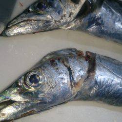 群れがきている!?