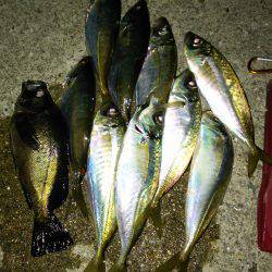 今季初ギリ20㎝アップのメバル(笑)