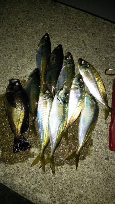 今季初ギリ20㎝アップのメバル(笑)