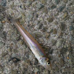 時間つぶしにキスゲー