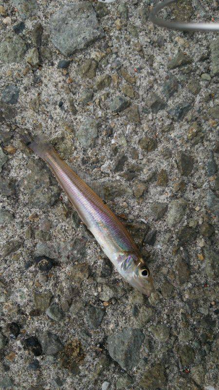 時間つぶしにキスゲー