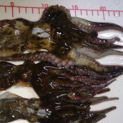 デカイノノガシタ