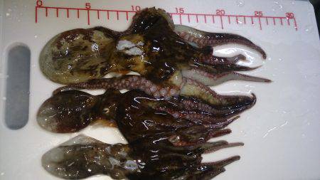 デカイノノガシタ