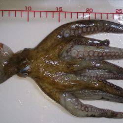 秘技!?絡まり釣法(笑)