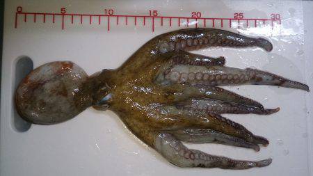 秘技!?絡まり釣法(笑)