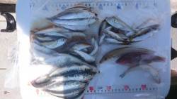 投げ釣り、キス  サビキ、アジ、イワシ他