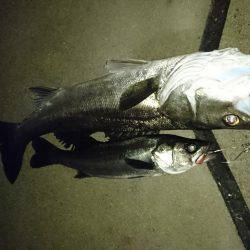 またまた記録更新