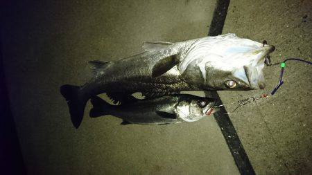 またまた記録更新