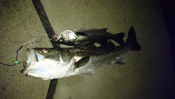 またまた記録更新