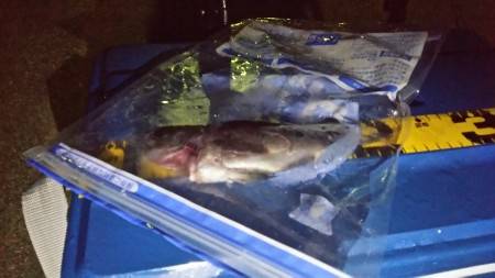 タイラバ前のアジング