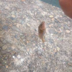 タコの新子調査