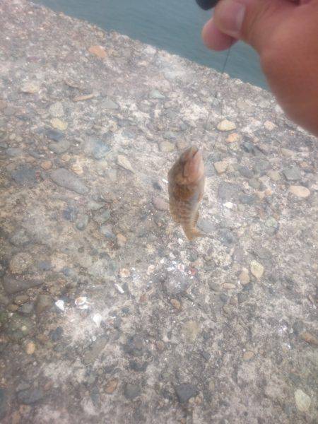 タコの新子調査