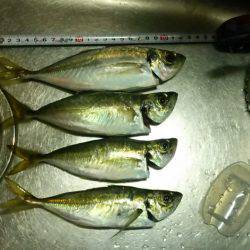 まだ居てました。