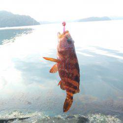 久しぶりに釣れました