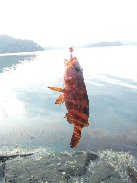 久しぶりに釣れました