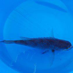 真鯛釣れました