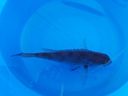 真鯛釣れました