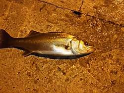 アジを狙いに行ったけど…