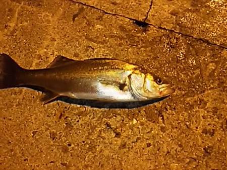 アジを狙いに行ったけど…