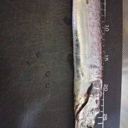 仕事帰りに軽く釣行