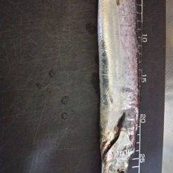 仕事帰りに軽く釣行